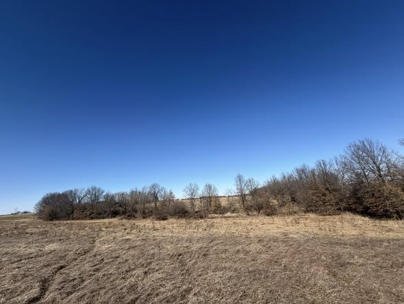 Cleared path through overgrown brush, Missouri property