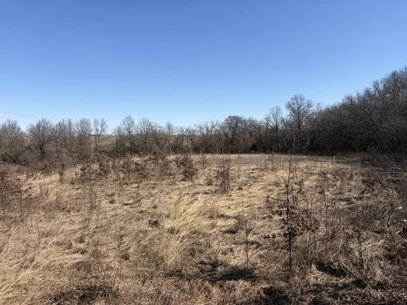 Dense overgrown scrub before land clearing, Northeast Missouri