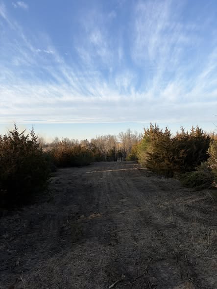 Cedar clearing path at golden hour, Northeast Missouri